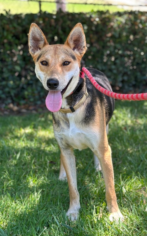 TAI - Basenji available for adoption