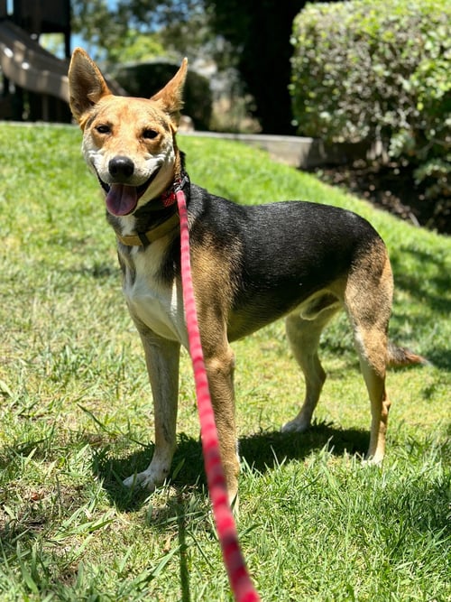 TAI - Basenji available for adoption