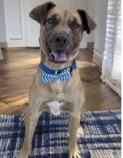 AIDEN *COURTESY POST - Retriever / Labrador Retriever available for adoption