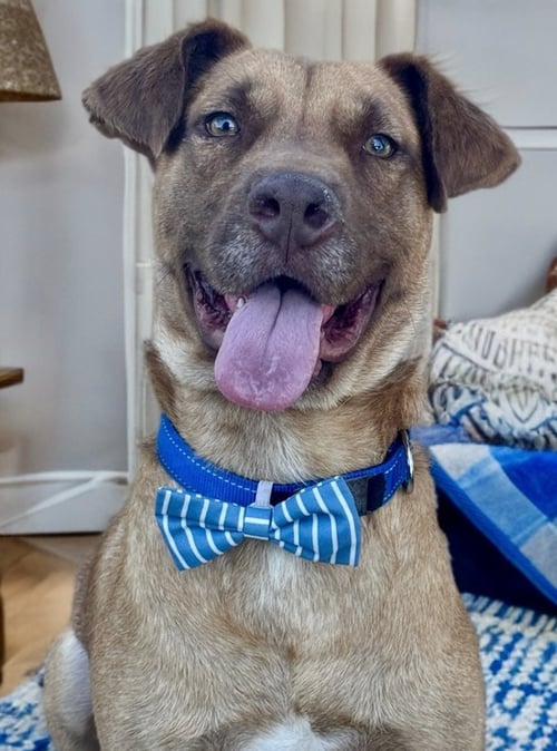AIDEN *COURTESY POST - Retriever / Labrador Retriever available for adoption