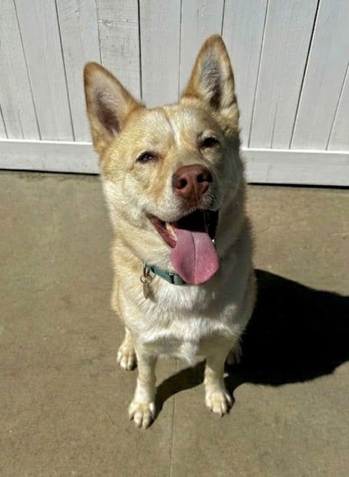 BERLIN - Husky available for adoption