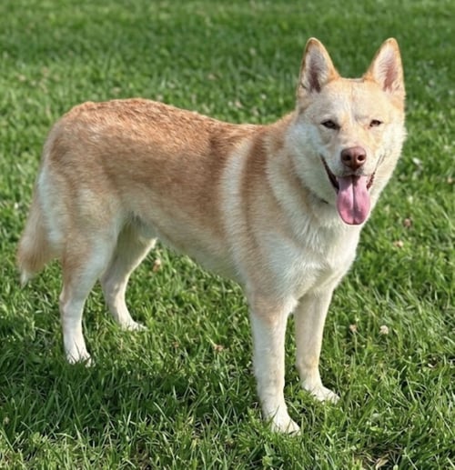 BERLIN - Husky available for adoption