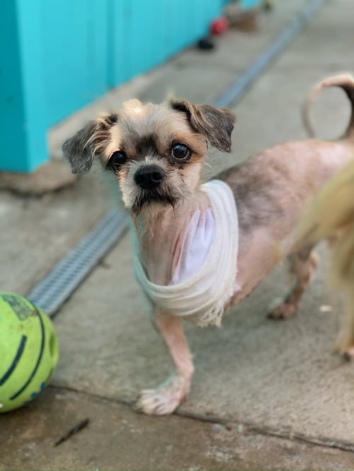 BUG - Shih Tzu available for adoption