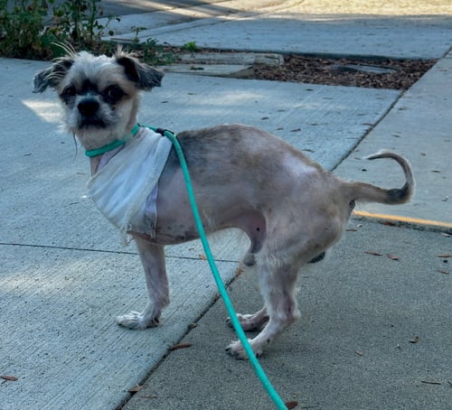 BUG - Shih Tzu available for adoption