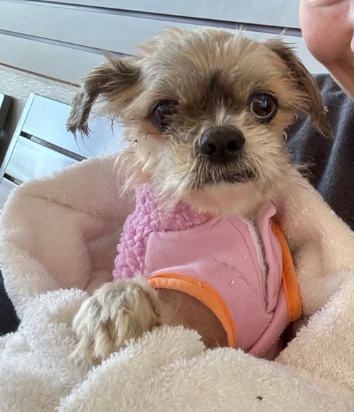 BUG - Shih Tzu available for adoption