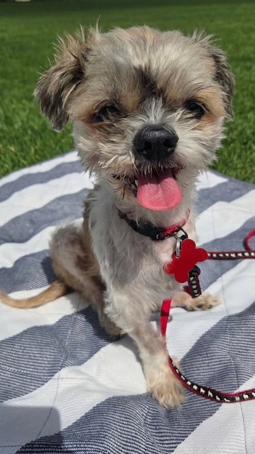 BUG - Shih Tzu available for adoption