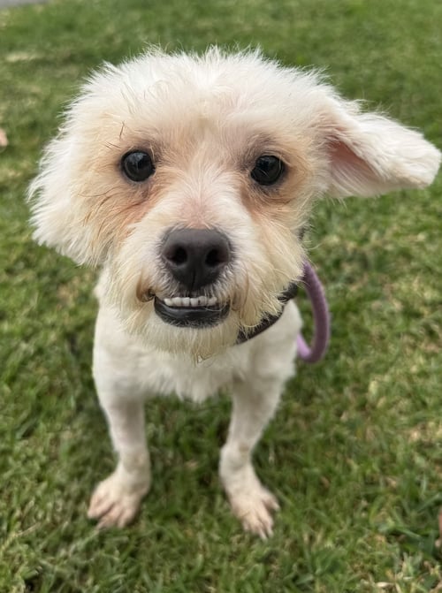 KEVIN - Maltese available for adoption