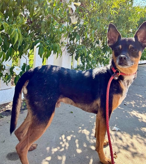 MADDOX *COURTESY POST* - Miniature Pinscher available for adoption