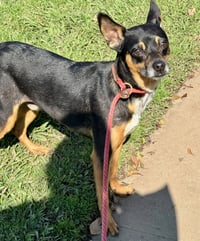 Maddox *Courtesy Post* - Photo 3
