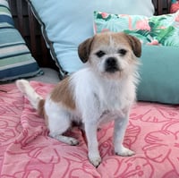 Mooshu - Photo 3