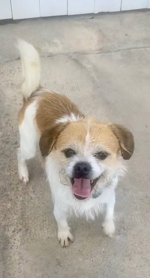 MOOSHU - Border Terrier available for adoption