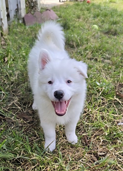 LUCY - Border Collie / Australian Shepherd available for adoption