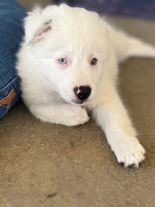 LUCY - Border Collie / Australian Shepherd available for adoption