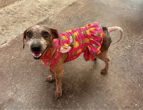LIZZIE - Terrier available for adoption