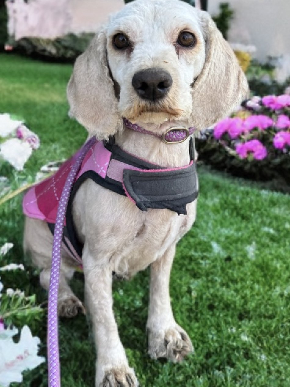 OPHELIA - Spaniel available for adoption