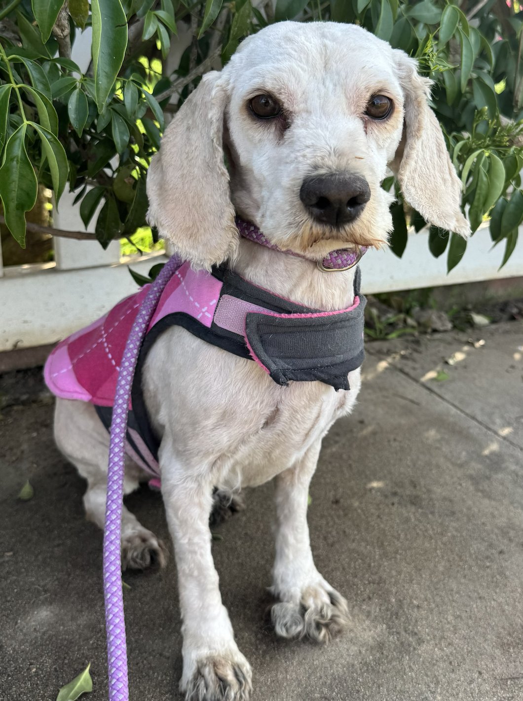 OPHELIA - Spaniel available for adoption