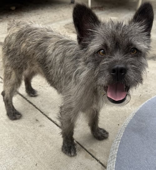 WOOKIE - Cairn Terrier available for adoption