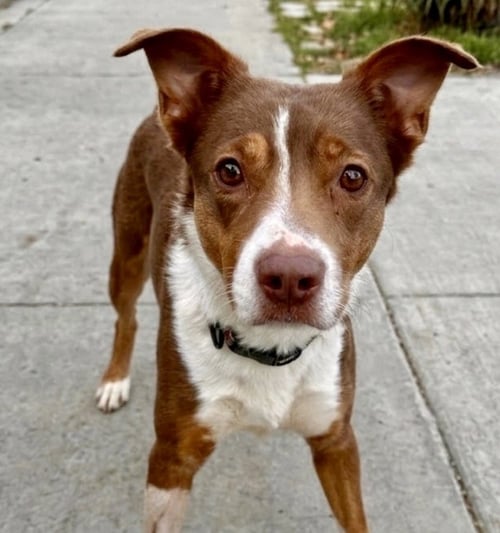 GOLDIE - Border Collie available for adoption