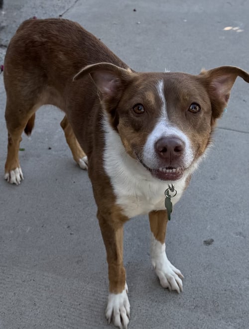 GOLDIE - Border Collie available for adoption