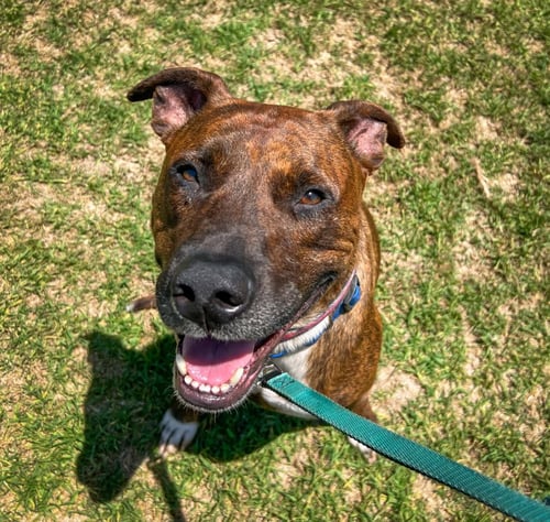 THEO HUDSON - Labrador Retriever / American Staffordshire Terrier available for adoption