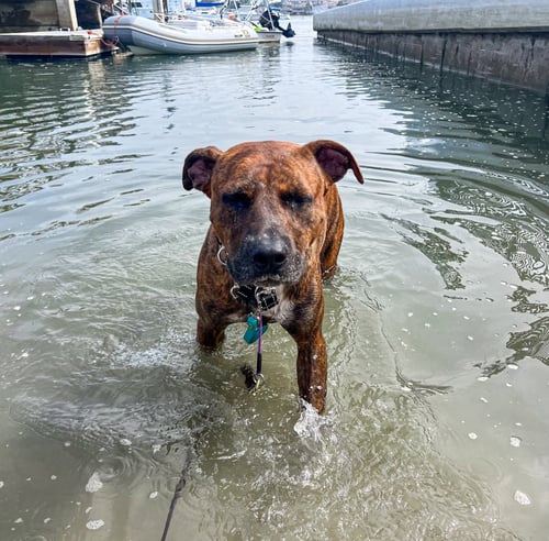 THEO HUDSON - Labrador Retriever / American Staffordshire Terrier available for adoption