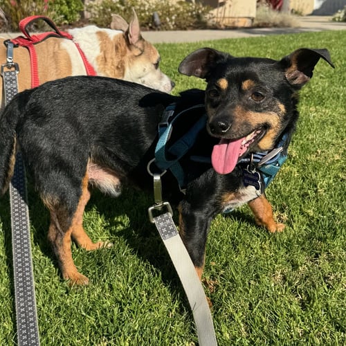 PETEY - Miniature Pinscher / Chihuahua available for adoption