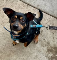 Petey - Photo 3
