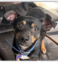 Petey - Photo 1