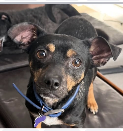 PETEY - Miniature Pinscher / Chihuahua available for adoption