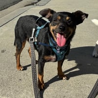 Petey - Photo 4