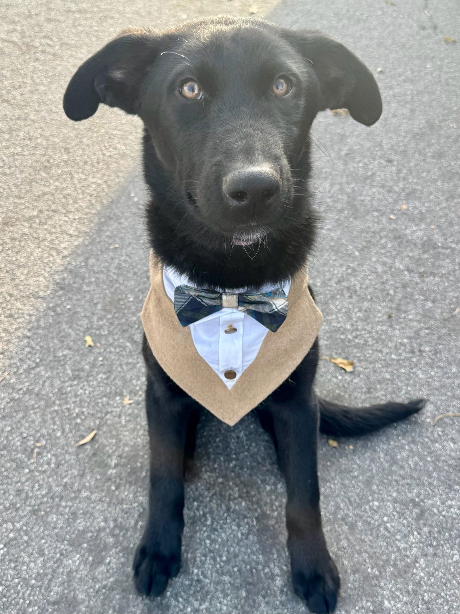 COSMO - Labrador Retriever available for adoption