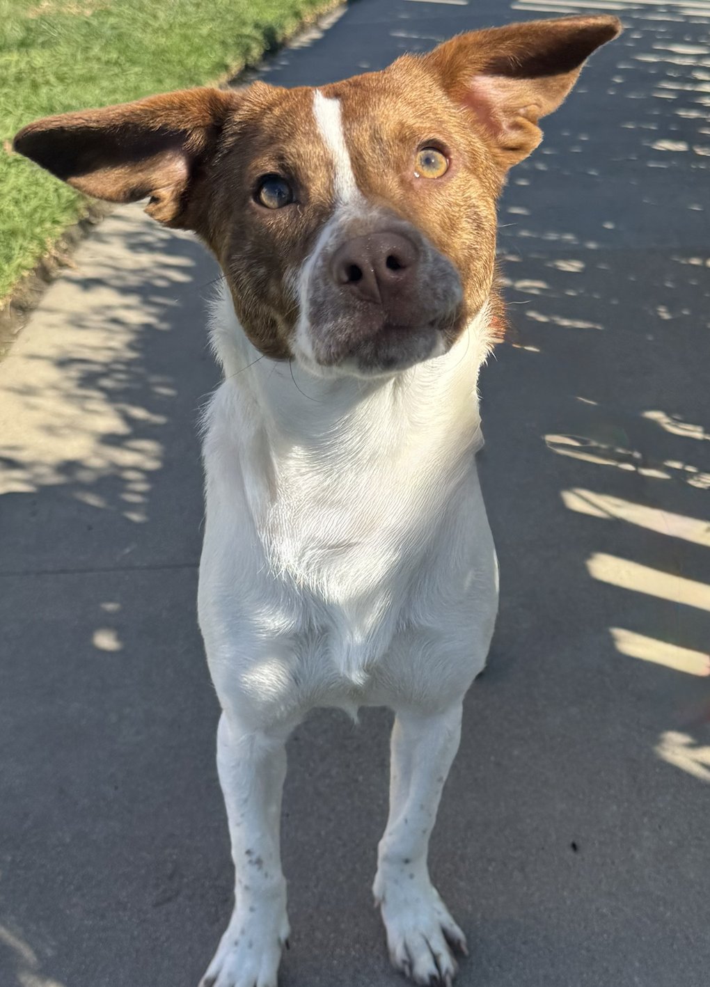 PALOMA - Terrier / Beagle available for adoption