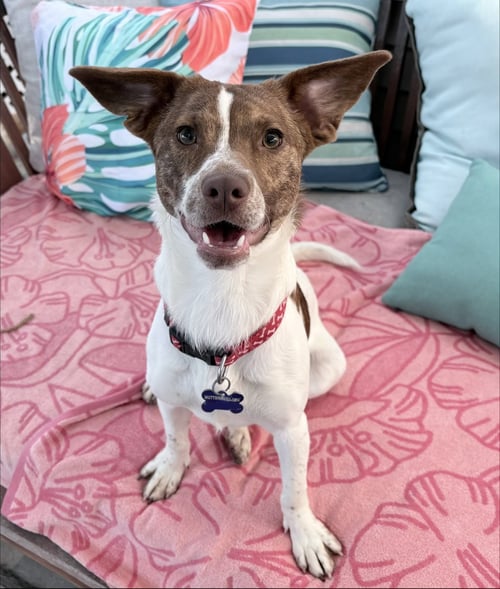 PALOMA - Terrier / Beagle available for adoption