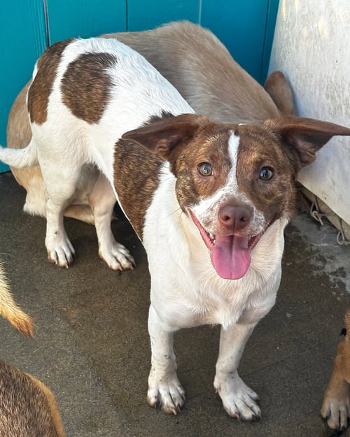 PALOMA - Terrier / Beagle available for adoption