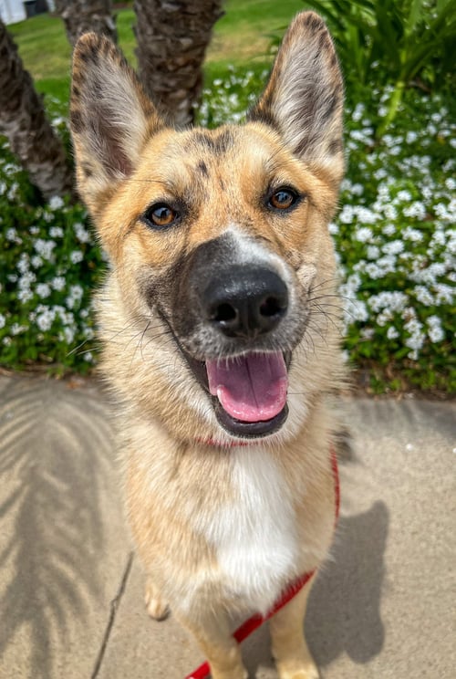 FOXY - Australian Shepherd / Shepherd available for adoption