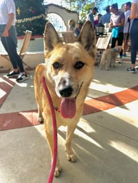 Foxy - Photo 3