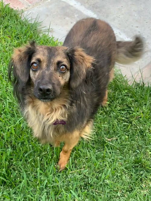 BAMBI - Spaniel available for adoption