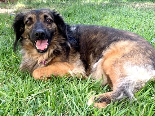 BAMBI - Spaniel available for adoption
