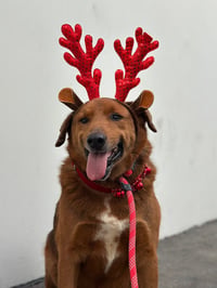 Archie - Photo 3