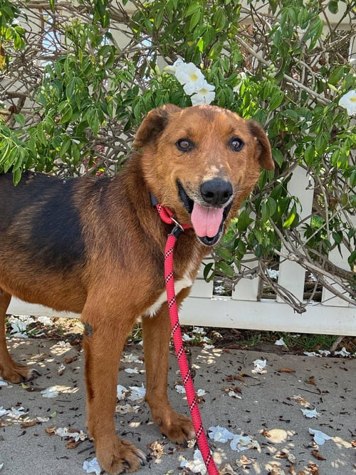 ARCHIE - Retriever available for adoption