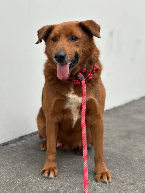 ARCHIE - Retriever available for adoption