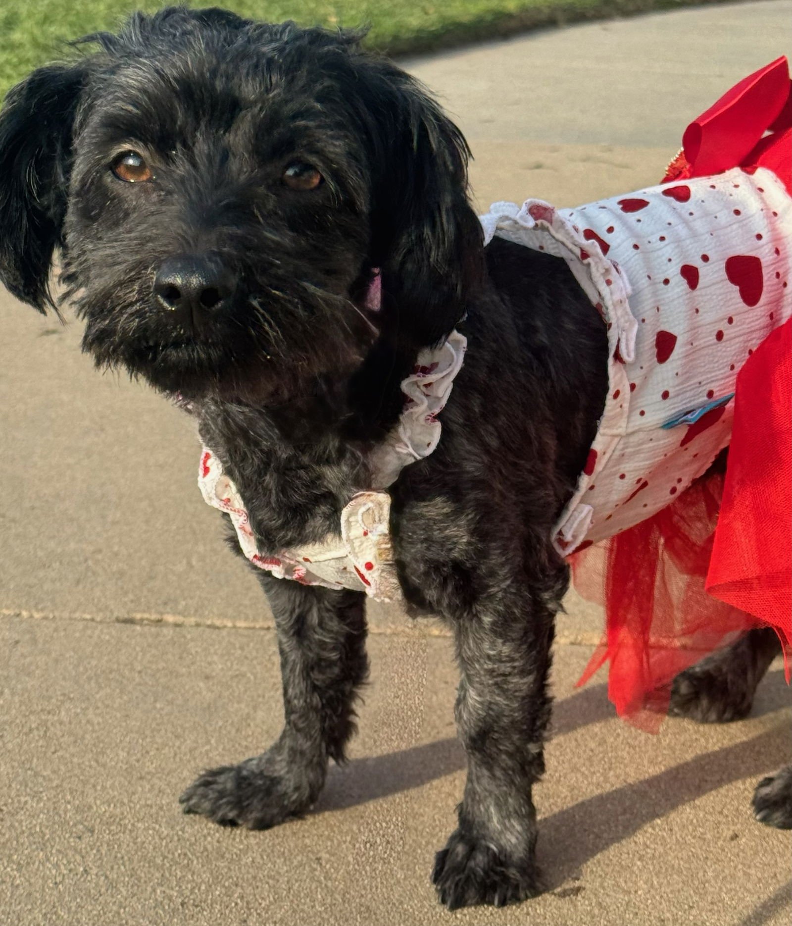 ZUZU - Terrier available for adoption