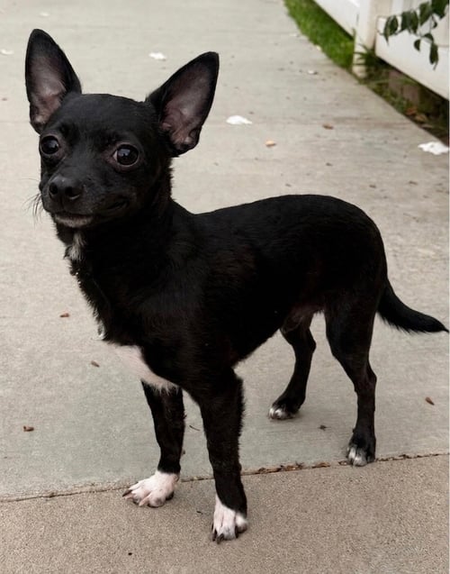 DICE - Chihuahua available for adoption