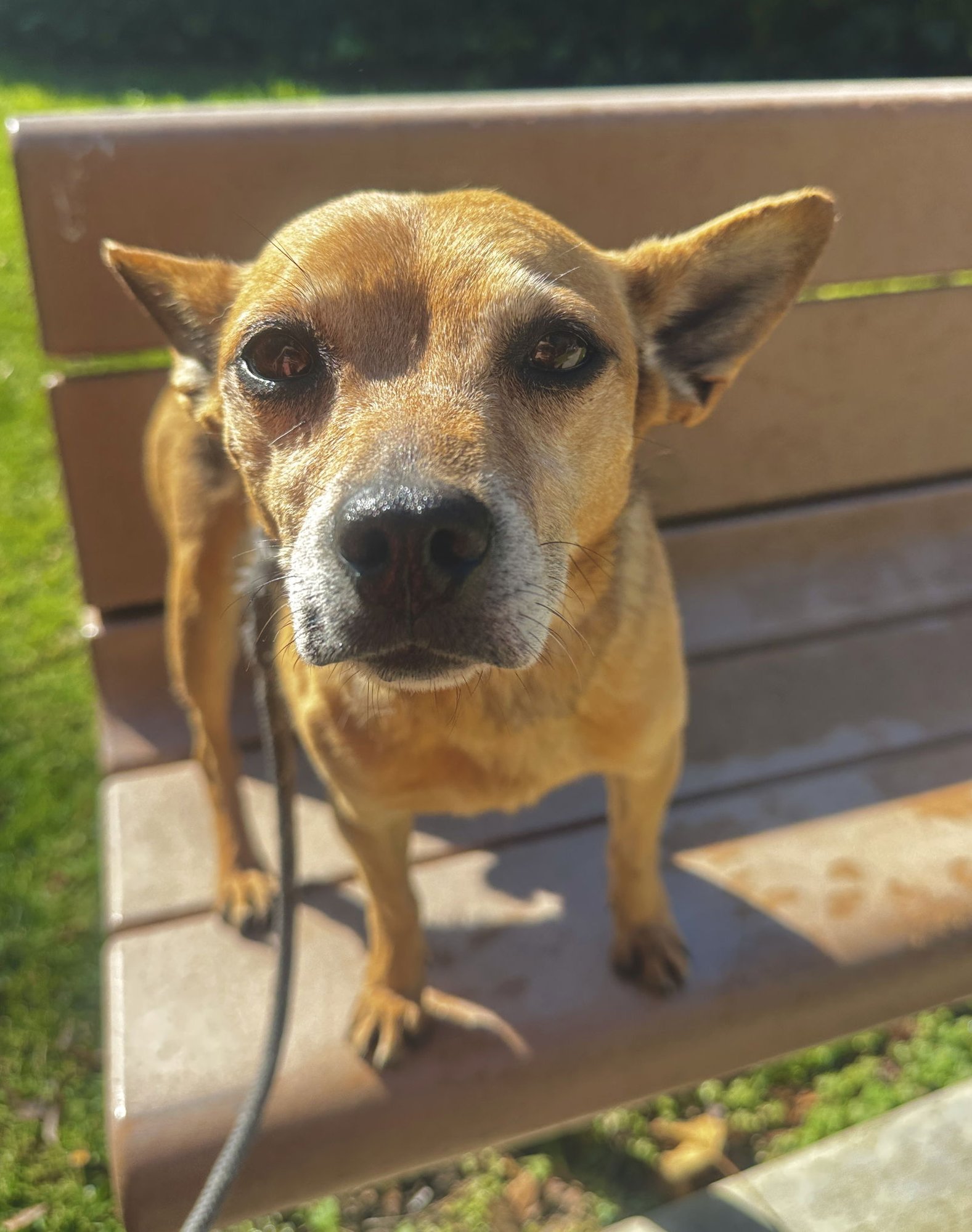 PACO - Chihuahua available for adoption