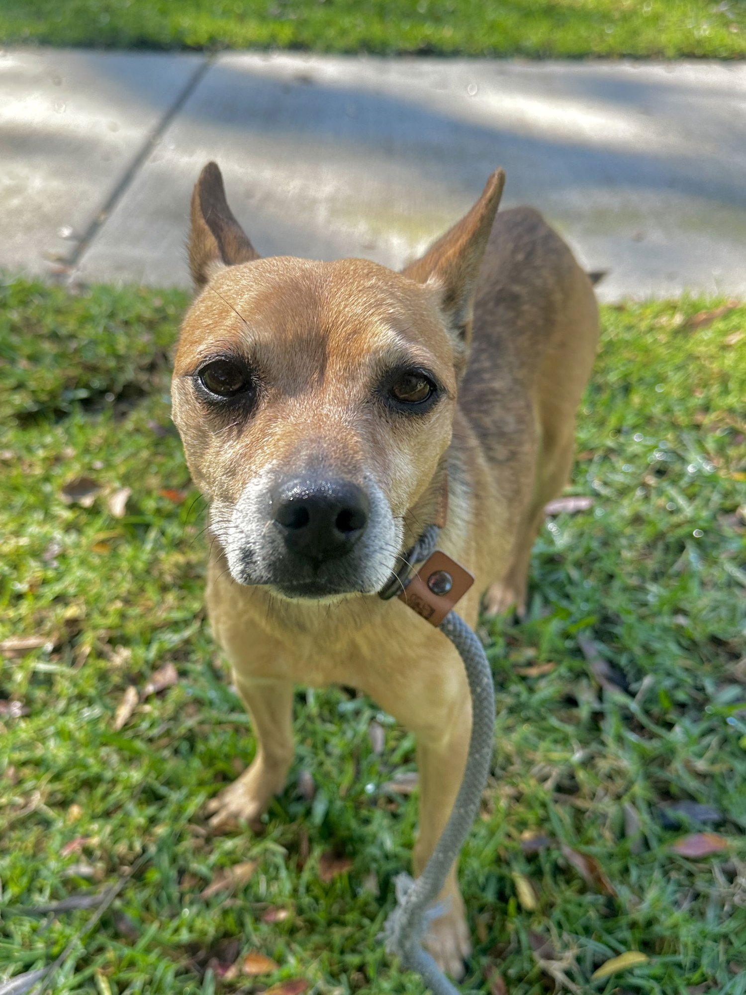 PACO - Chihuahua available for adoption