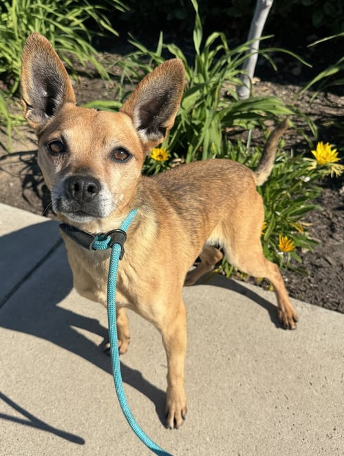 PACO - Chihuahua available for adoption