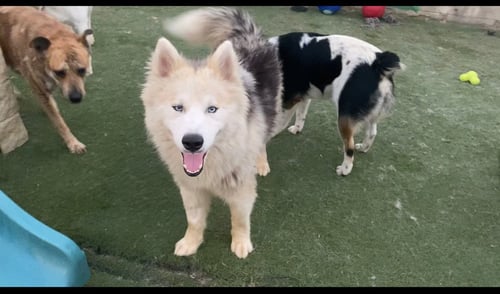 WINCHESTER * COURTESY POST * - Husky available for adoption