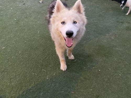 WINCHESTER * COURTESY POST * - Husky available for adoption
