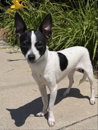 Moo Chi - Photo 1