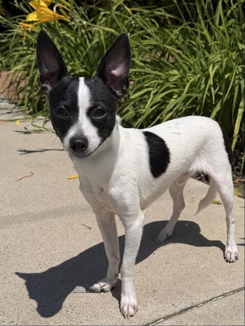 MOO CHI - Chihuahua available for adoption